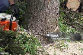  Tuscoosa, AL Tree Removal Pros