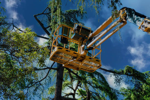 Reliable Tuscaloosa, AL Tree Removal Solutions